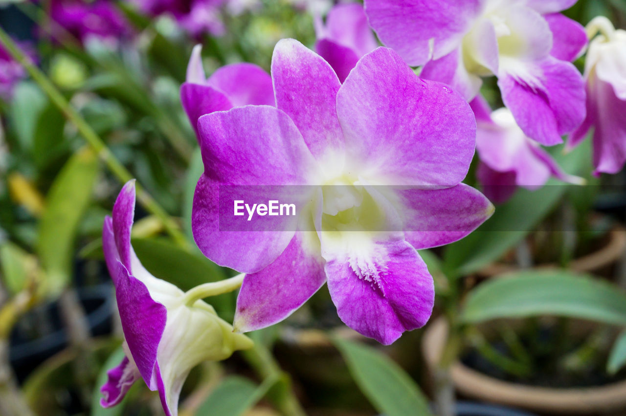 CLOSE-UP OF PURPLE FLOWERS BLOOMING