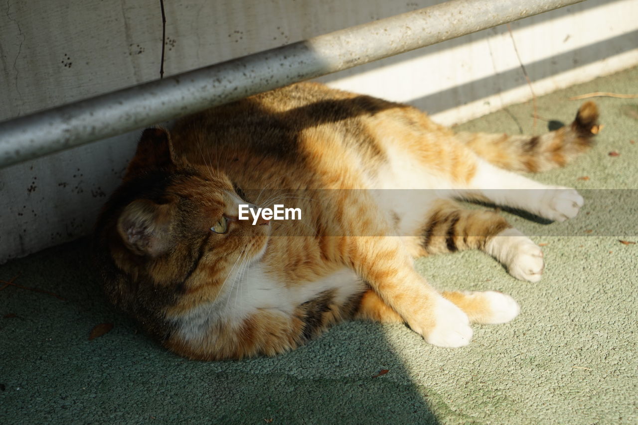 HIGH ANGLE VIEW OF CAT SLEEPING ON CARPET