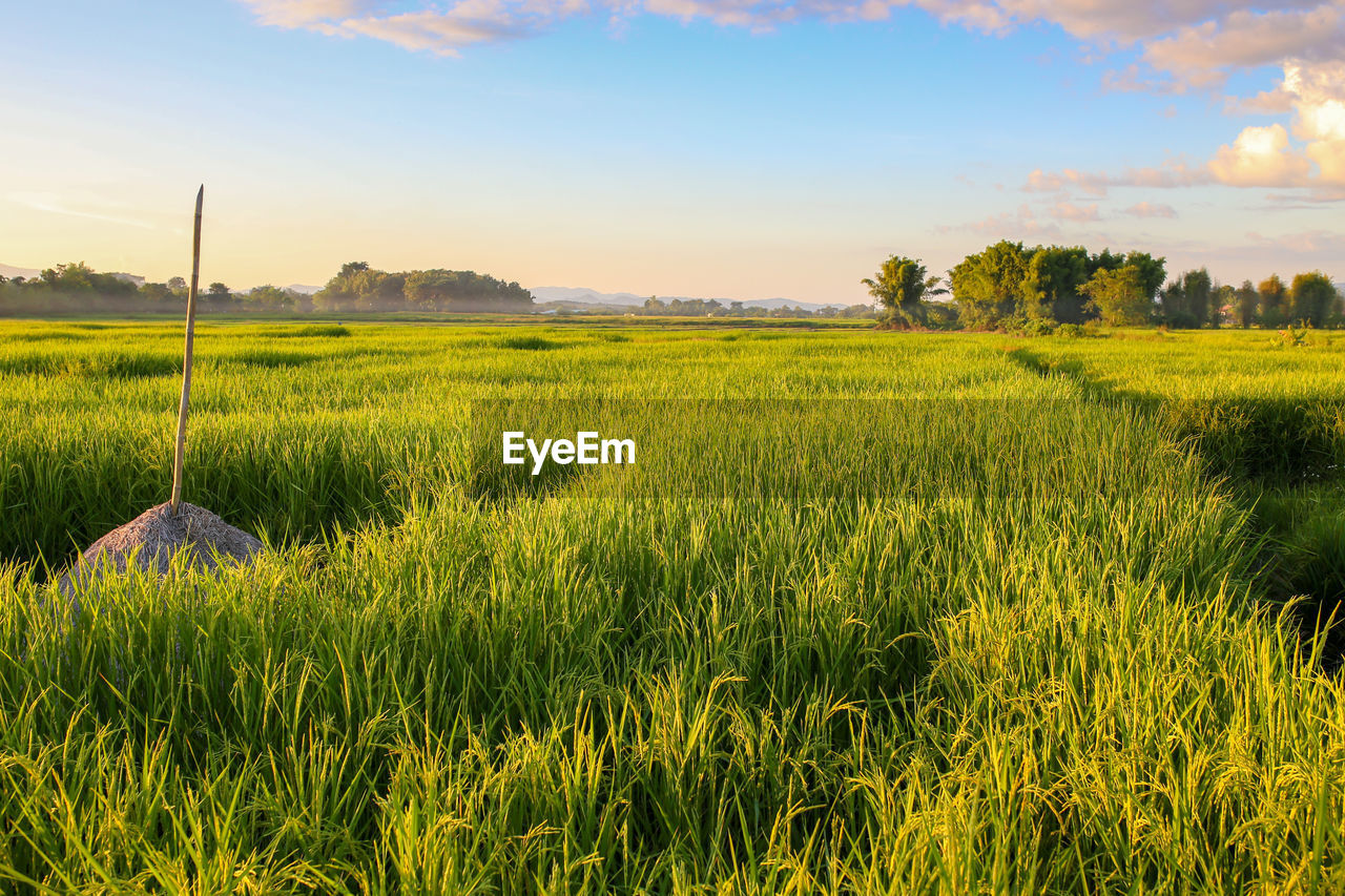 Green rice fields, natural background.