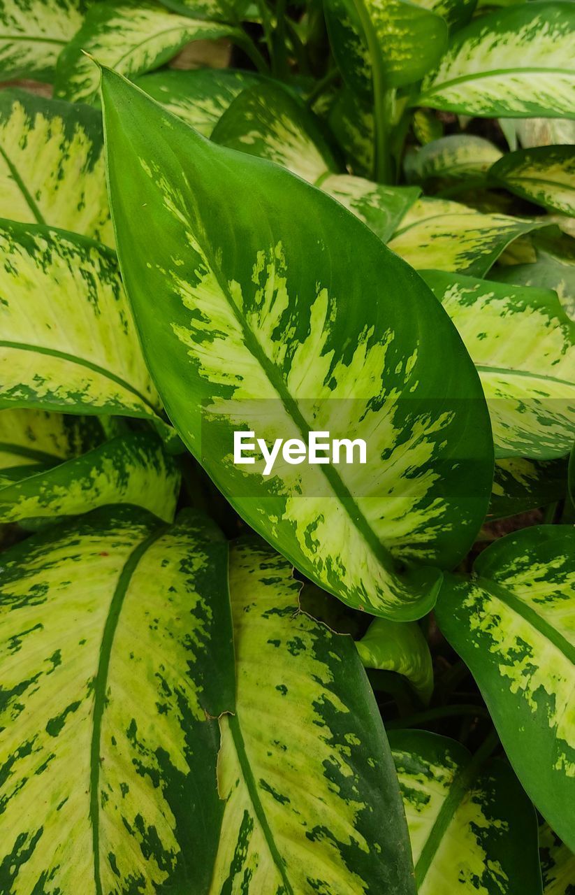 High angle view of leaves in market