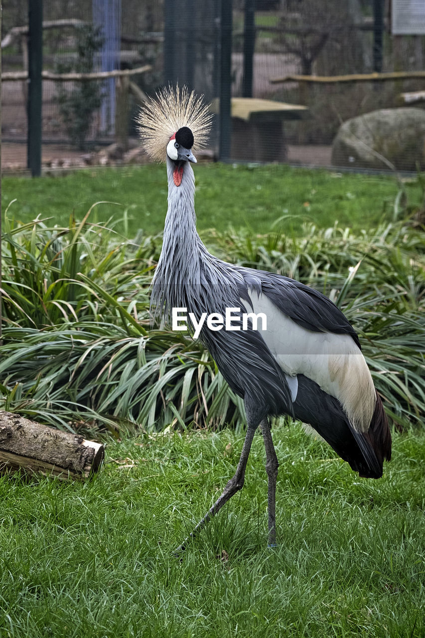 CLOSE-UP OF A BIRD IN FIELD