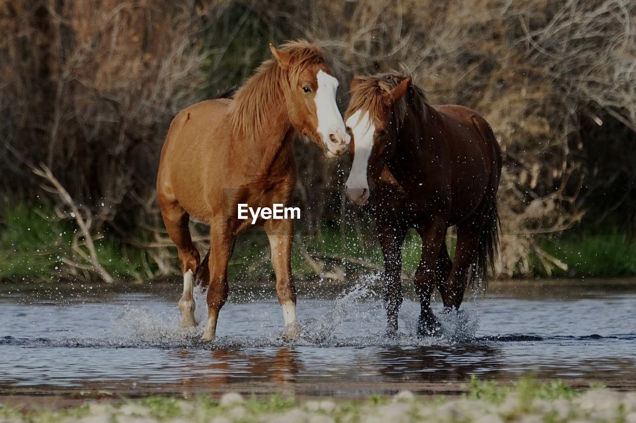 Two wild horses of the salt river desert wilderness battle for territory outside.