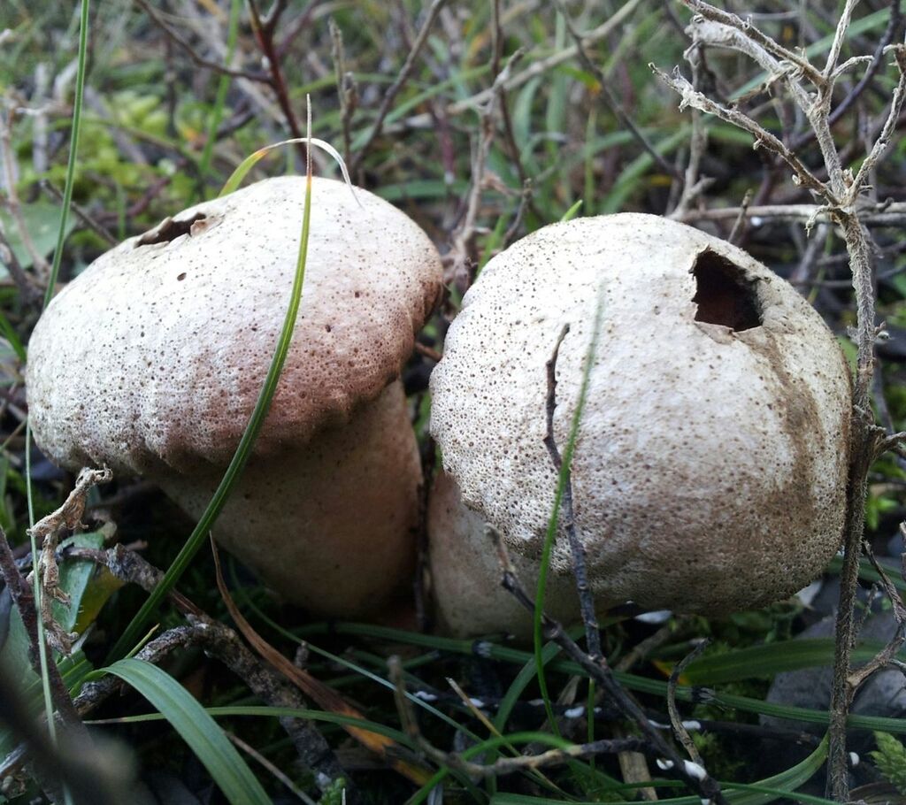 CLOSE-UP OF MUSHROOMS ON GRASS