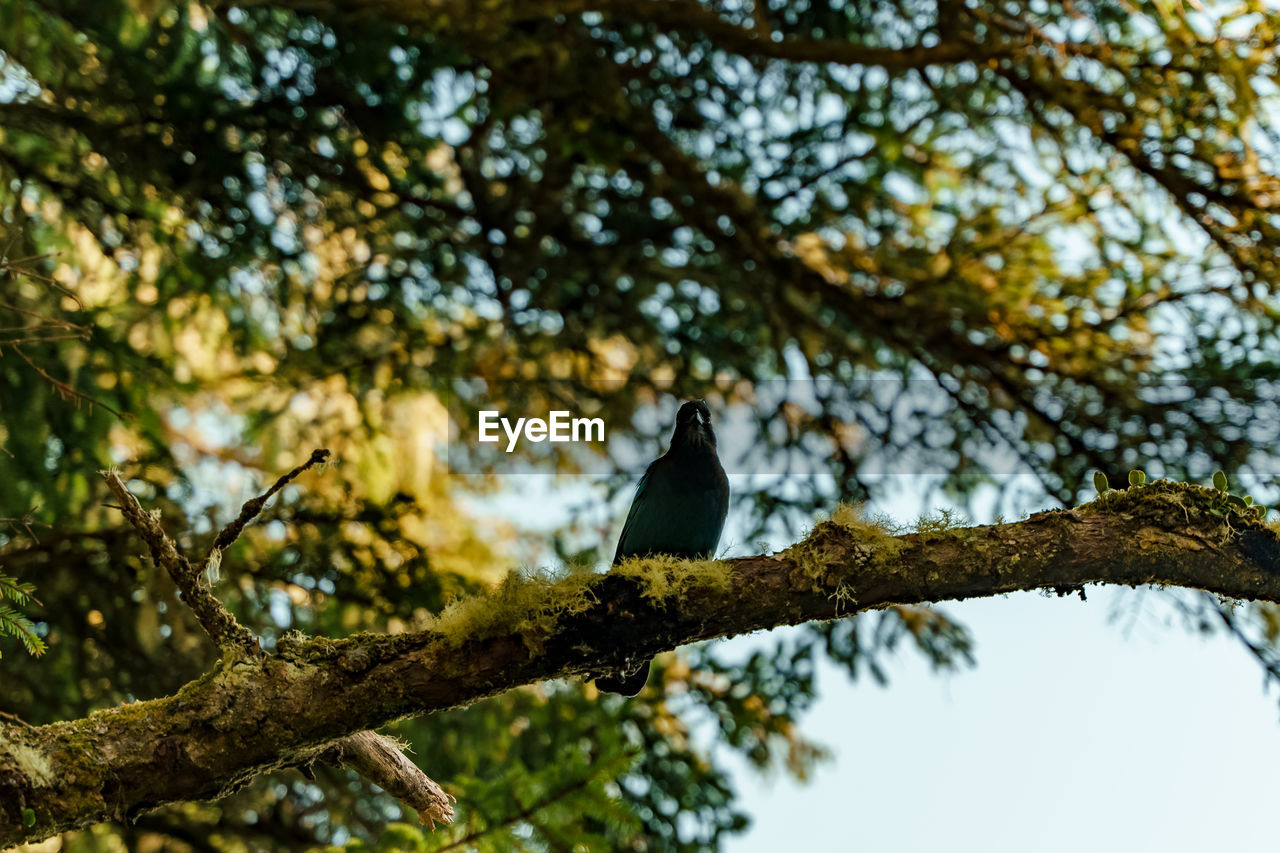 A purple martin sitting in a tree and looking towards the camera