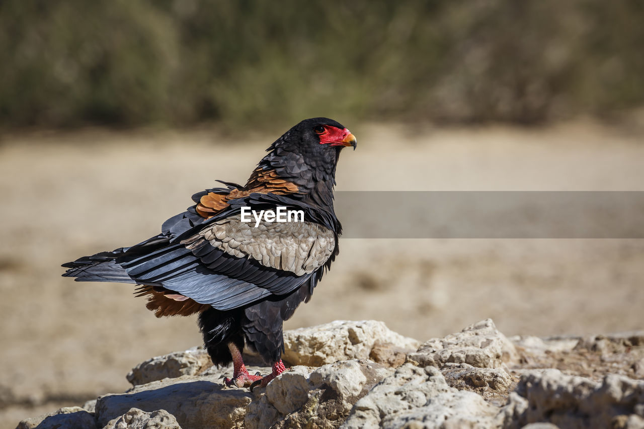 animal themes, animal, bird, animal wildlife, one animal, wildlife, nature, full length, rock, no people, outdoors, day, focus on foreground, side view, beak, perching, land, black