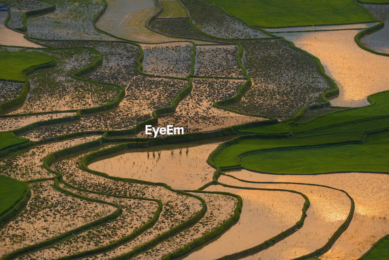 Full frame shot of terraced field during sunset