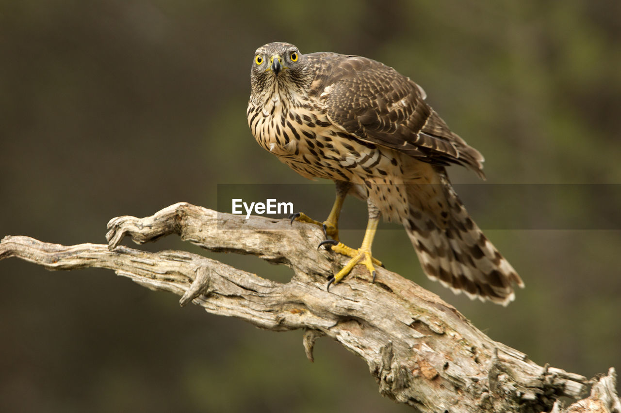 CLOSE-UP OF BIRD PERCHING ON TREE