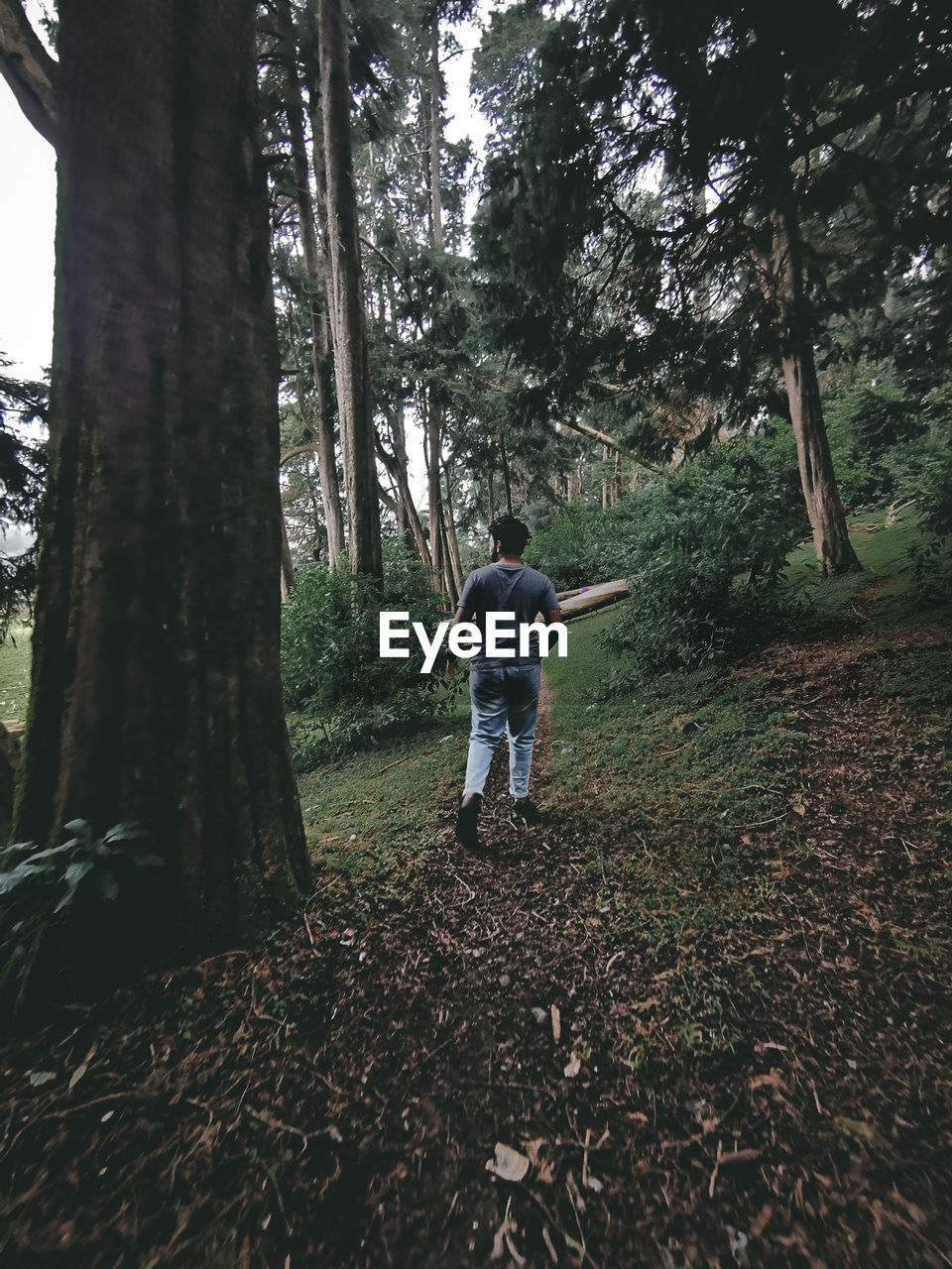 Rear view of man standing amidst trees in forest