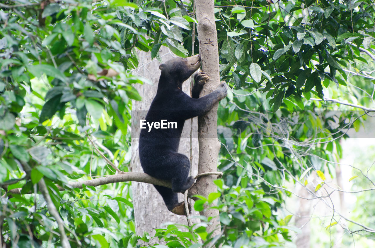 Sun bear climbing tree