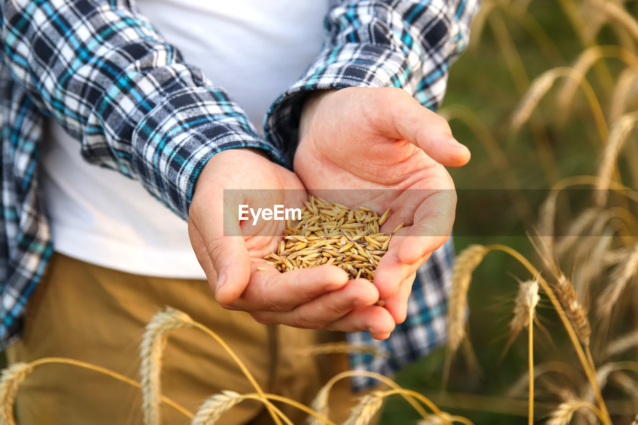 Male hands sprinkle wheat grains. golden seeds in the palms of a person. good harvest in the hands