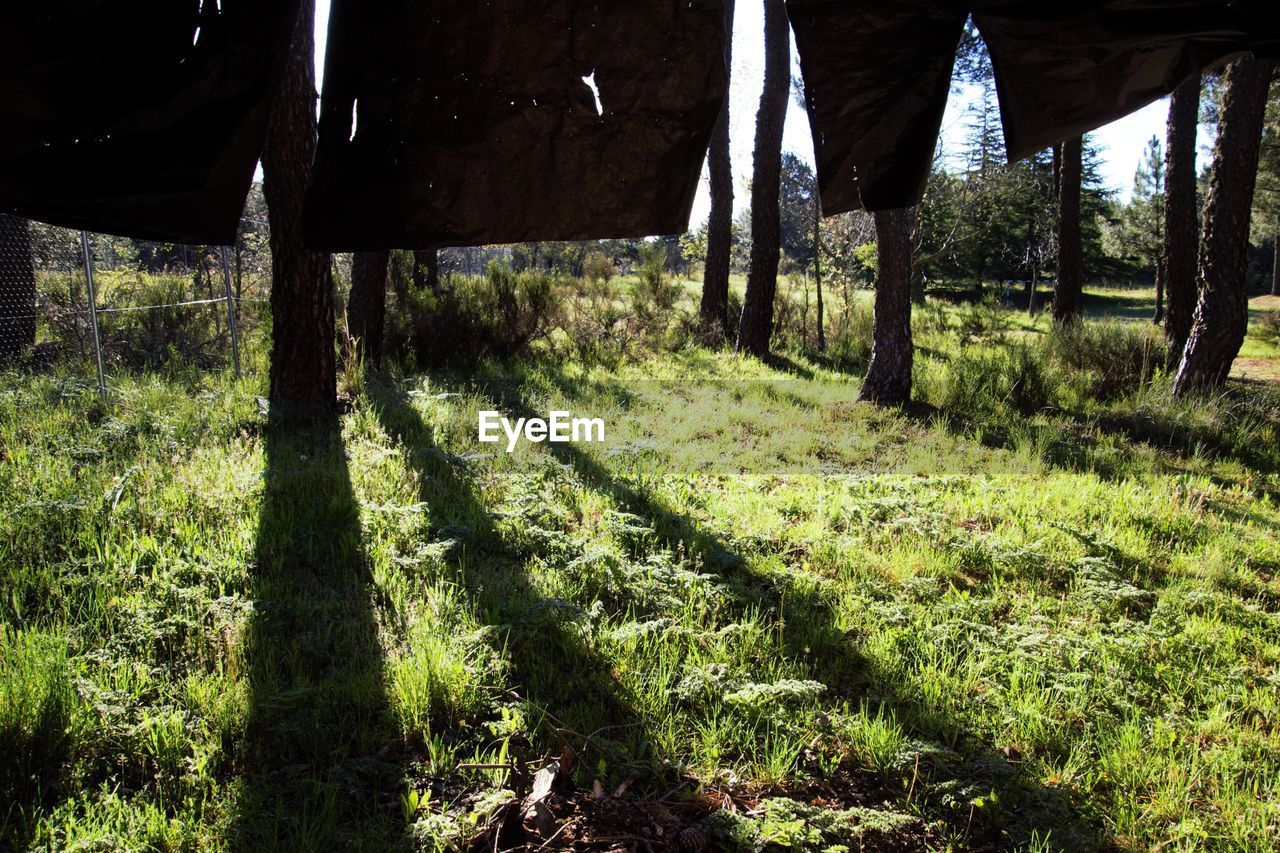 VIEW OF TREES IN FOREST