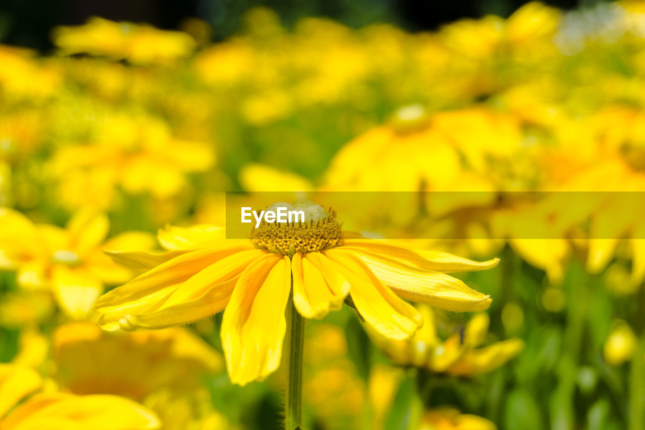 Full frame shot of euryops chrysanthemoides