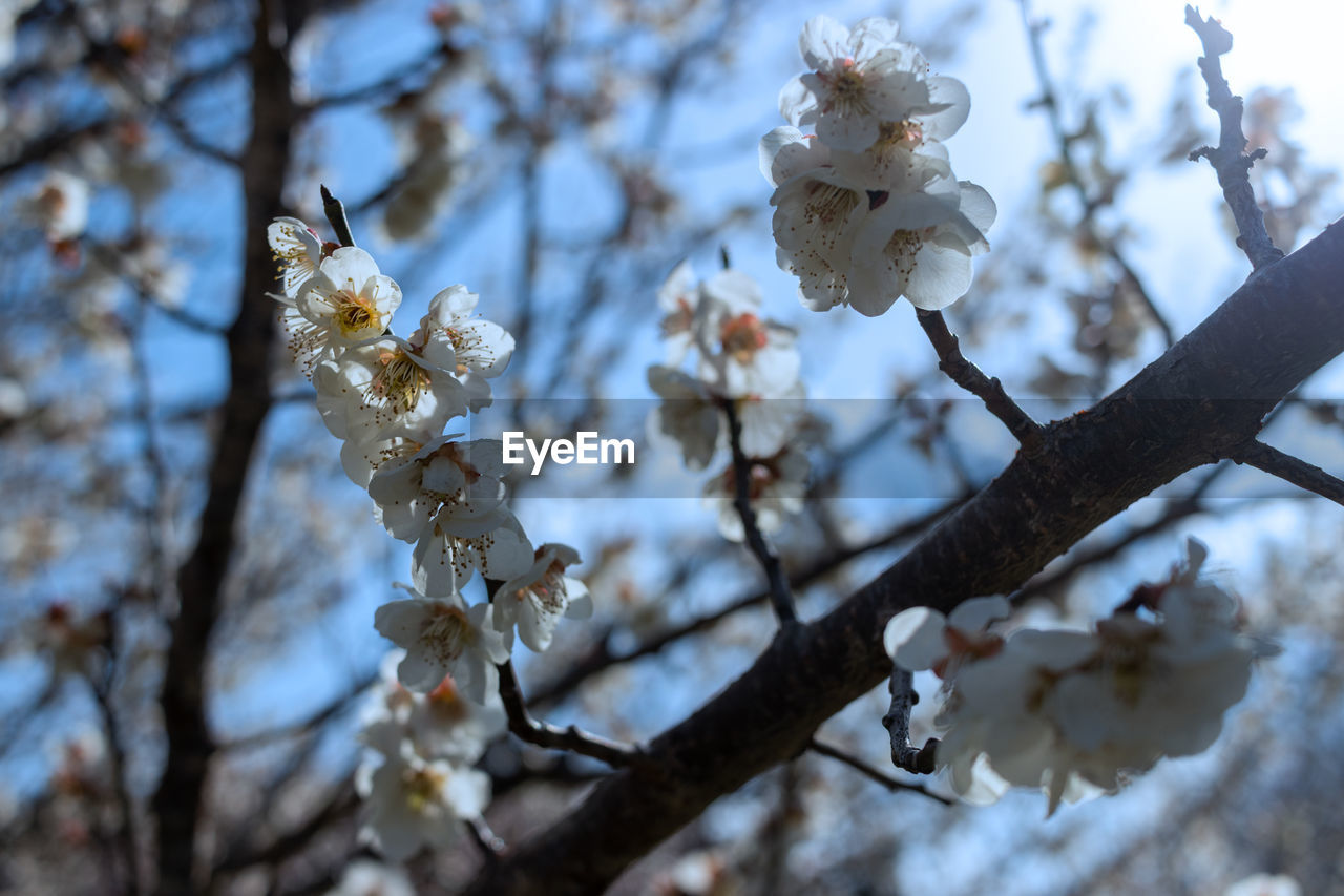 plant, tree, spring, winter, branch, flower, nature, beauty in nature, blossom, fragility, flowering plant, growth, springtime, snow, no people, focus on foreground, white, low angle view, freshness, day, close-up, outdoors, sky, twig, cherry blossom, leaf, freezing, selective focus, tranquility, sunlight, macro photography