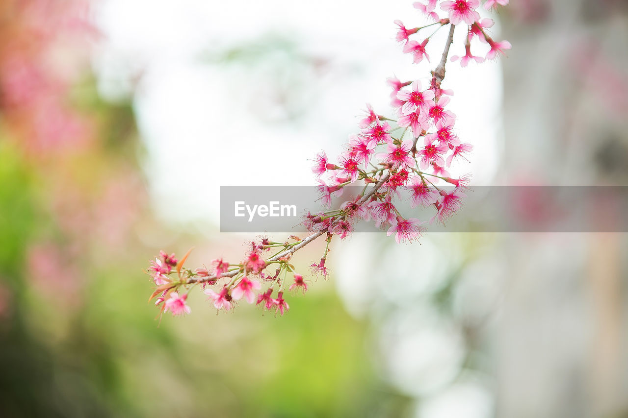 Close-up of pink flowers on branch