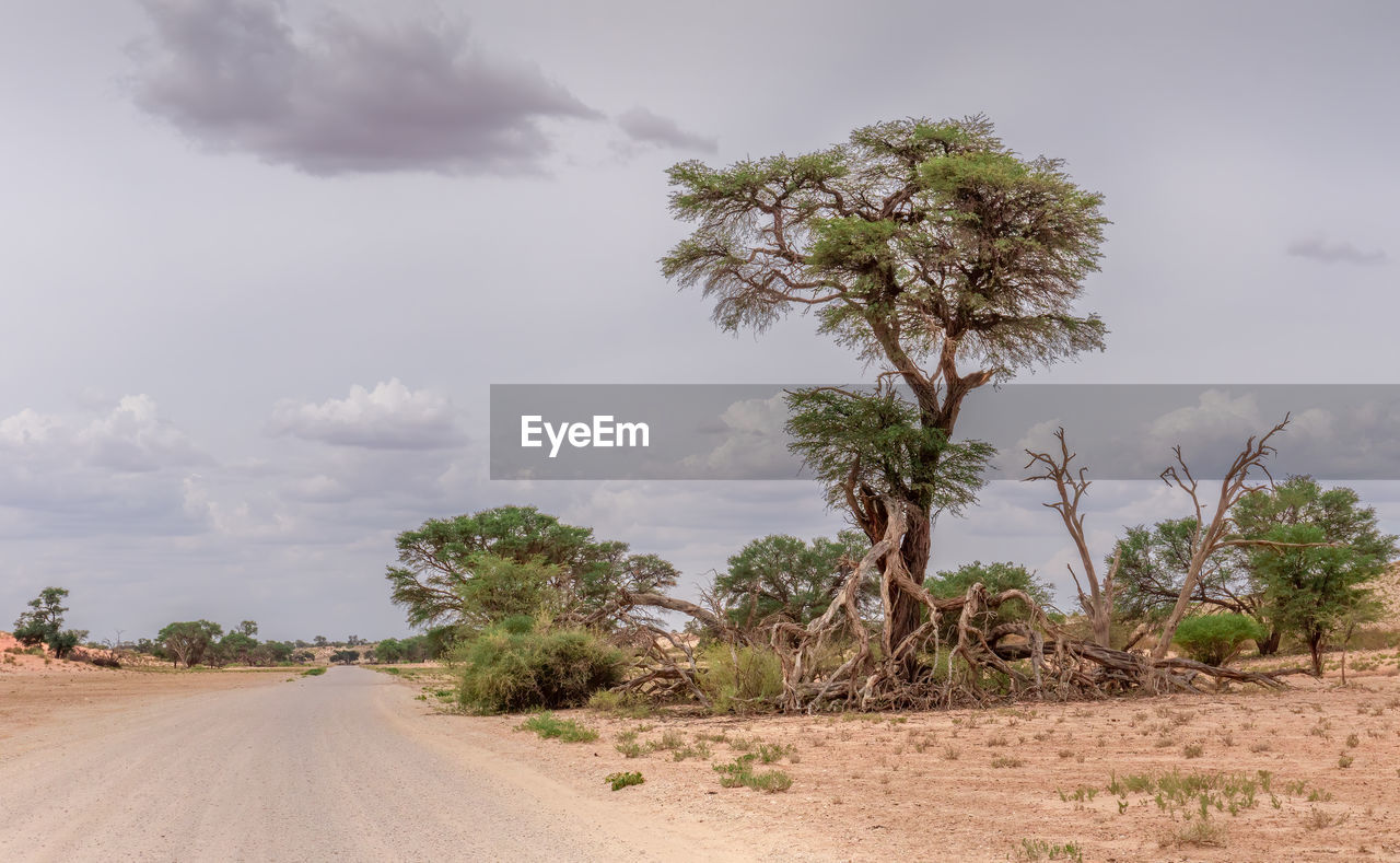 Open road in kalahari in south africa 