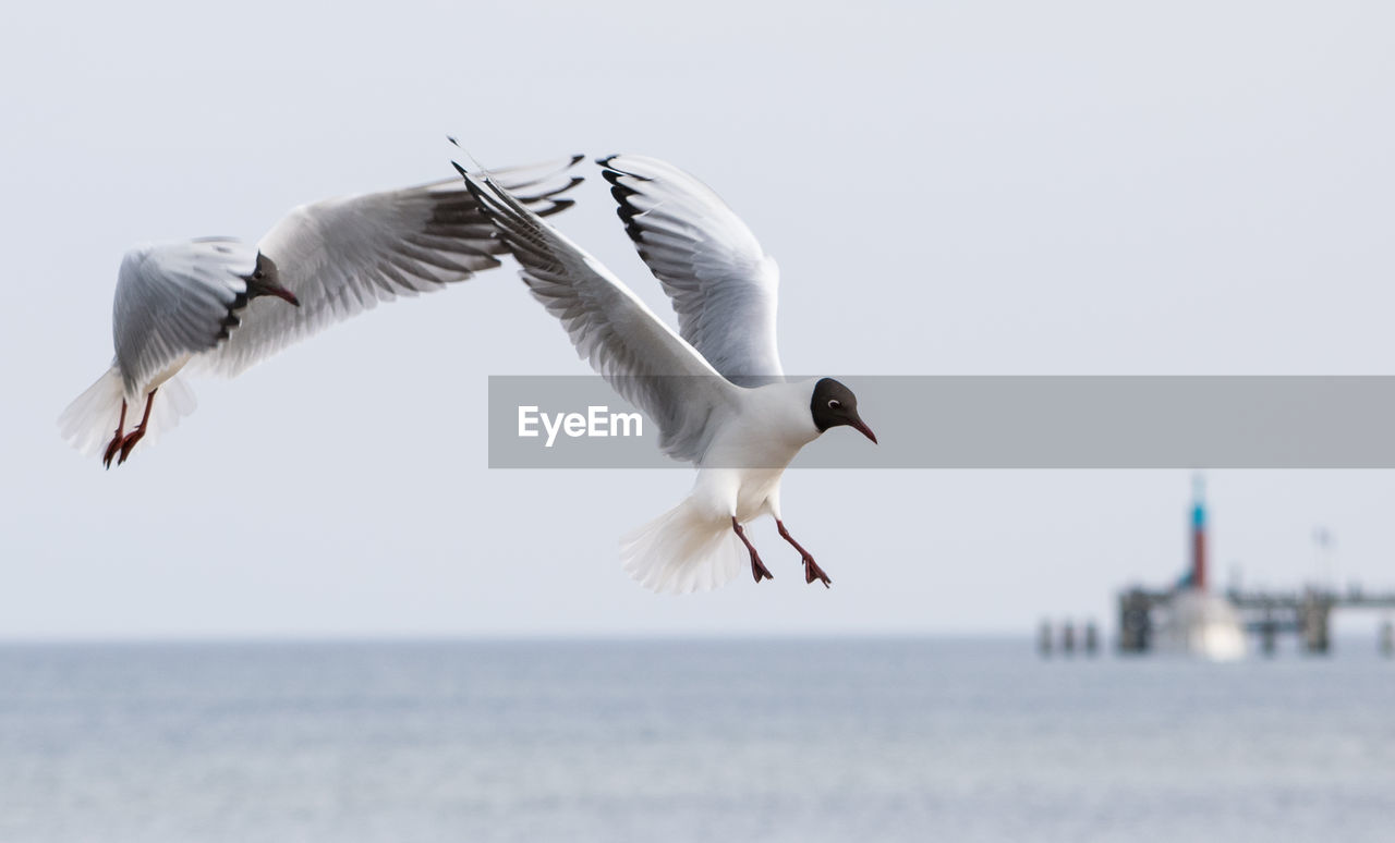 Low angle view of black-headed gulls flying against sea