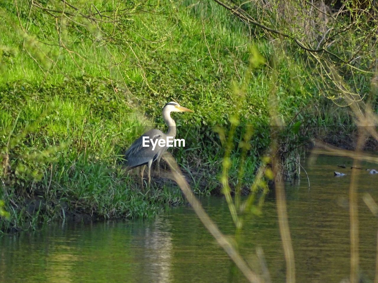 Grey heron at riverbank in forest