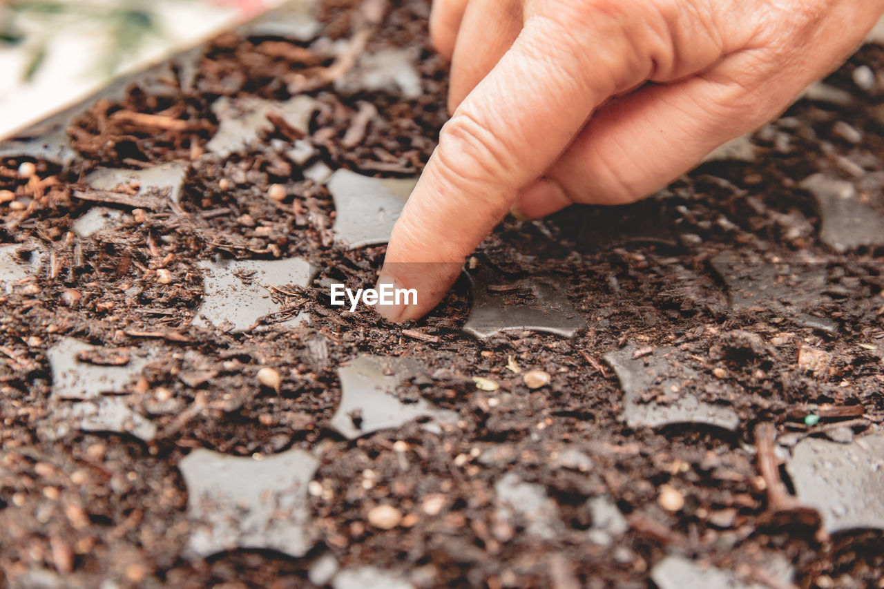 Close-up of finger sowing hemp seed into seedling tray