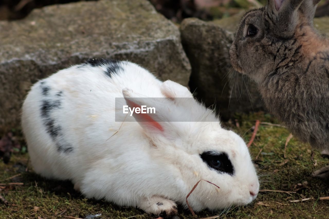 CLOSE-UP OF TWO SHEEP