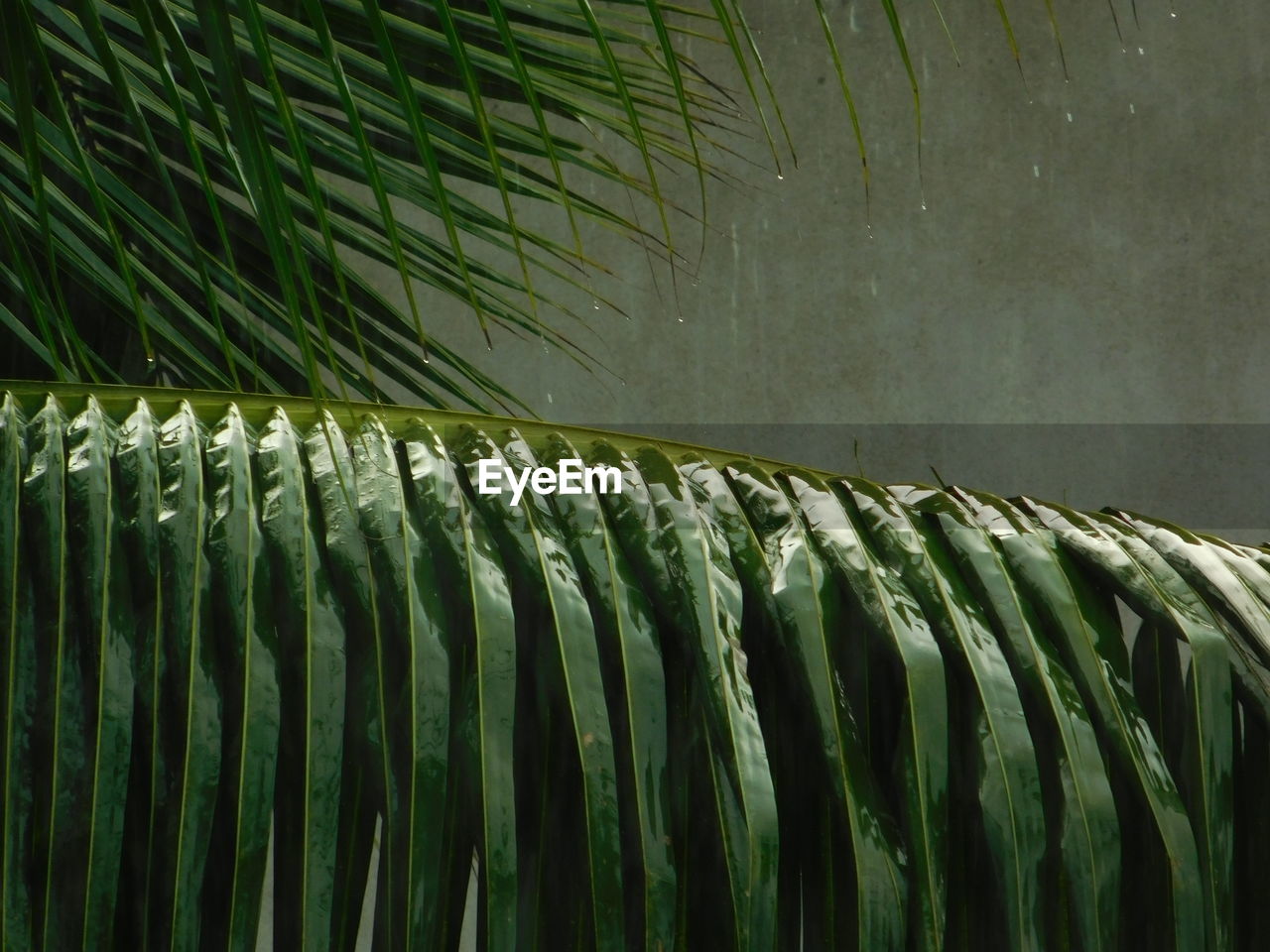 Close-up of palm leaves during rain