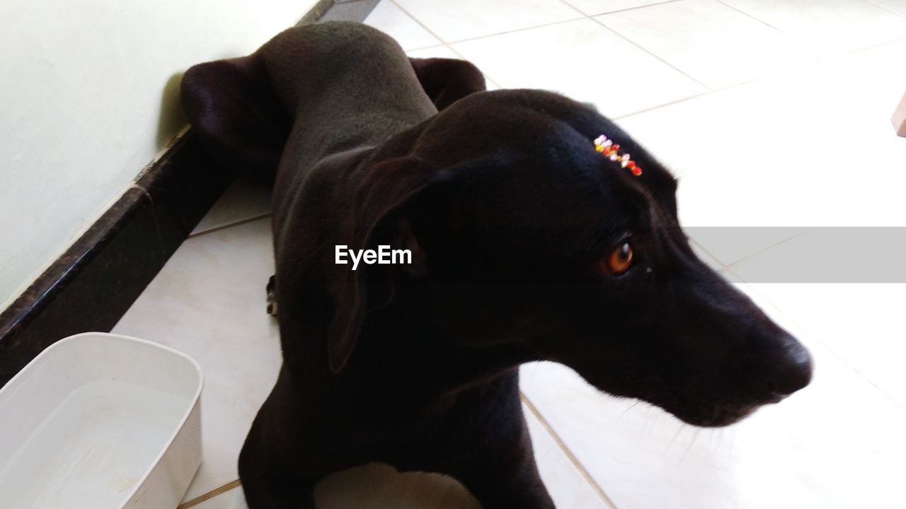 CLOSE-UP OF BLACK DOG LOOKING AWAY