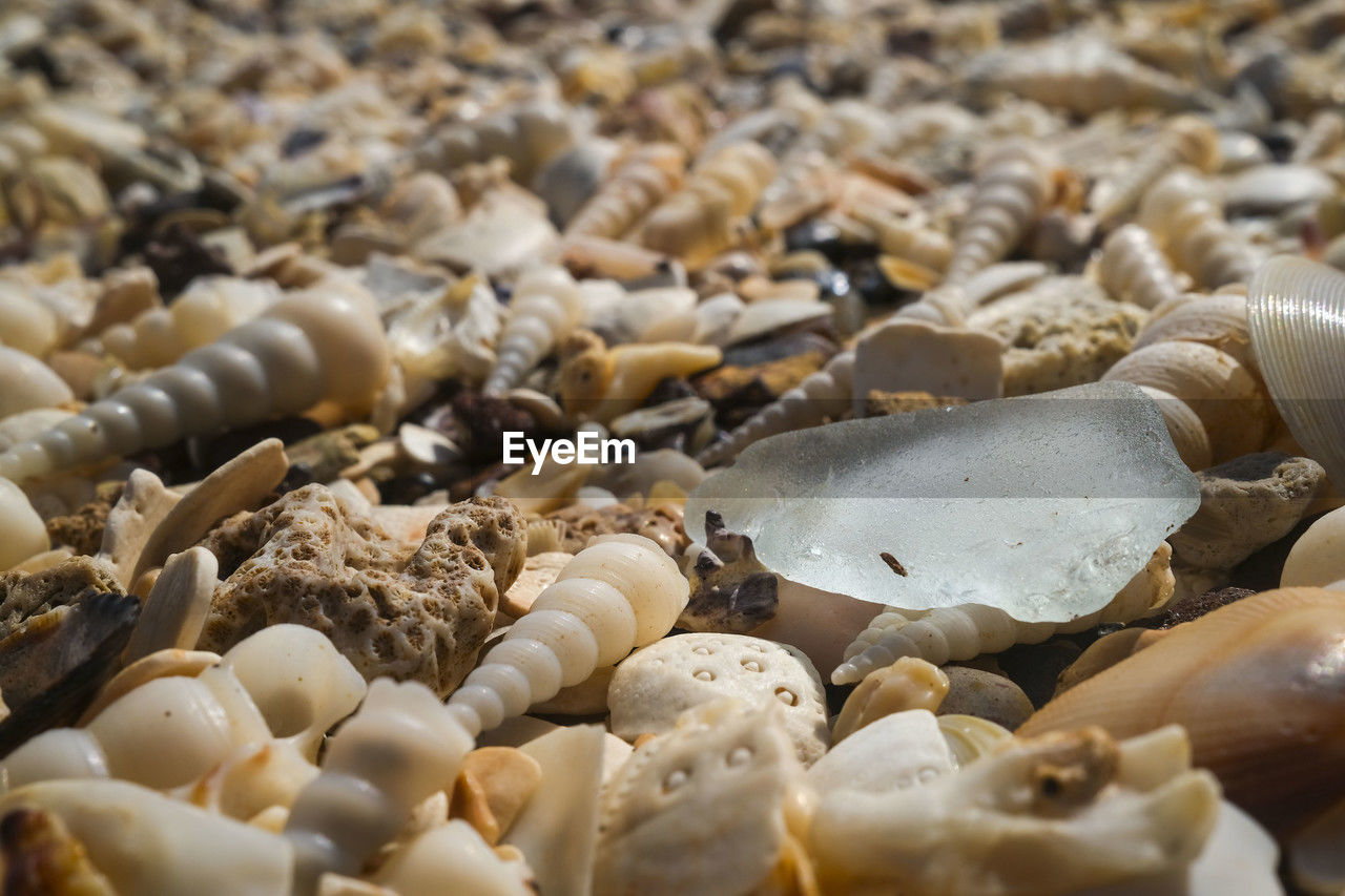 Sea glass, turritella cingulifera shells and seashells on beach