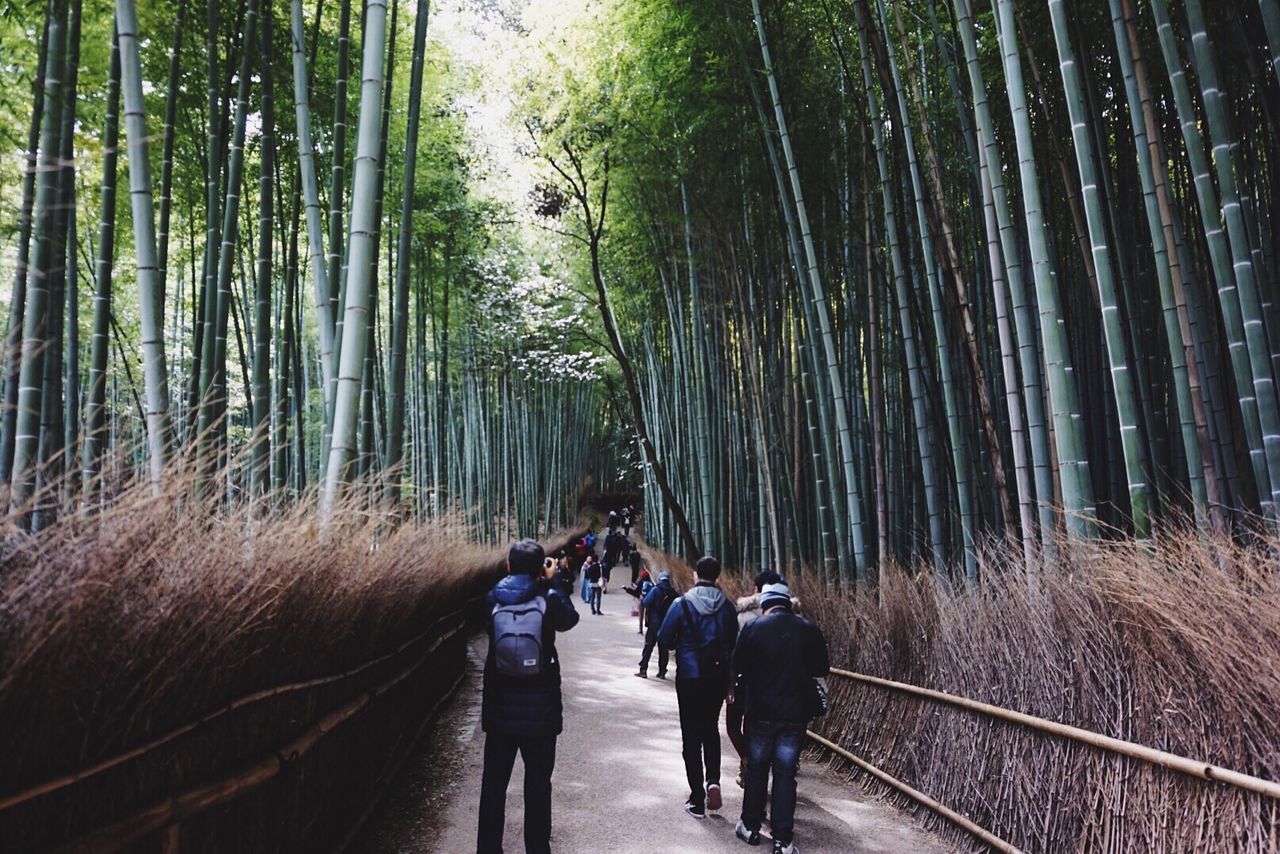Men walking on pathway amidst trees