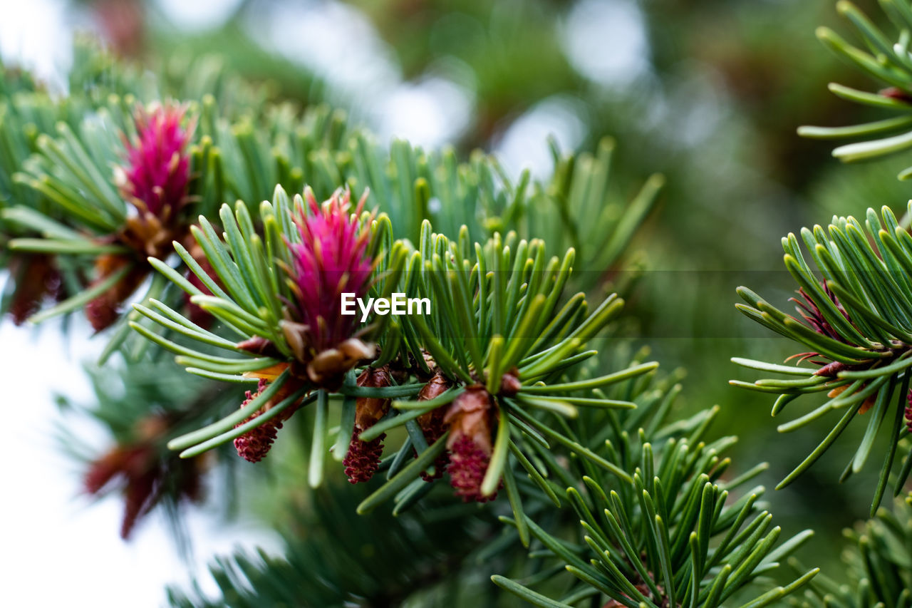 Close-up of flowering plant