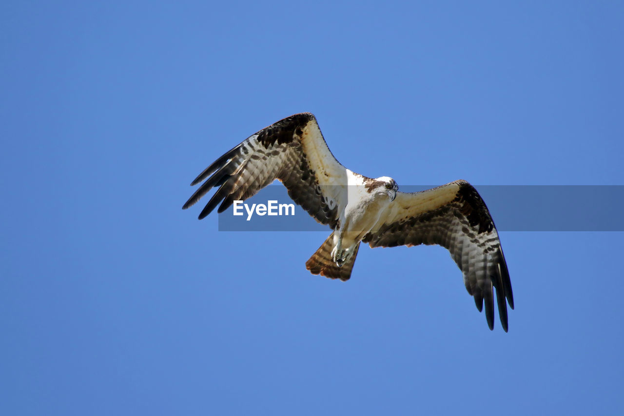 Low angle view of eagle flying against clear blue sky