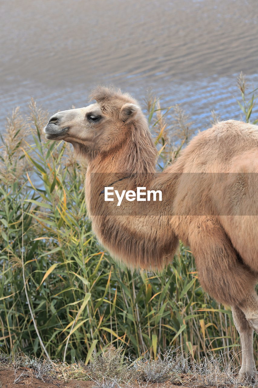 1140 bactrian camel-east bank of sumu barun jaran lake. badain jaran desert-inner mongolia-china.