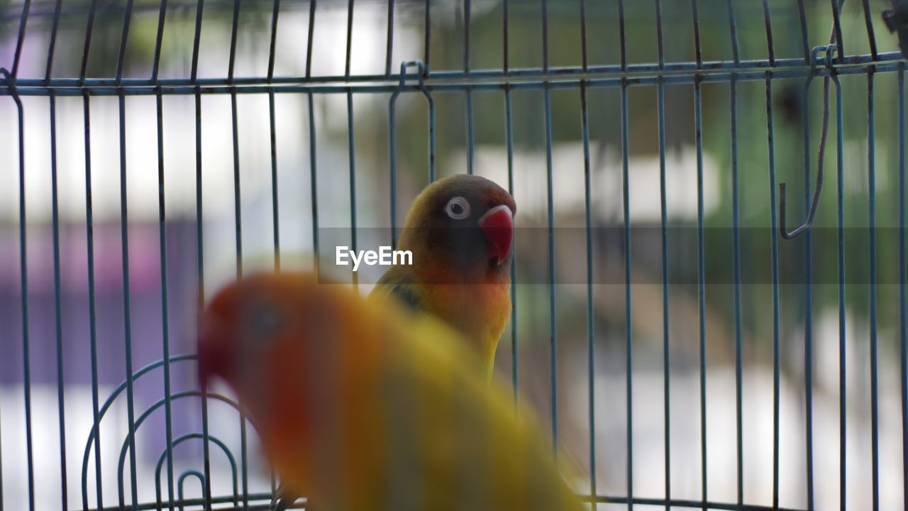 VIEW OF PARROT IN CAGE