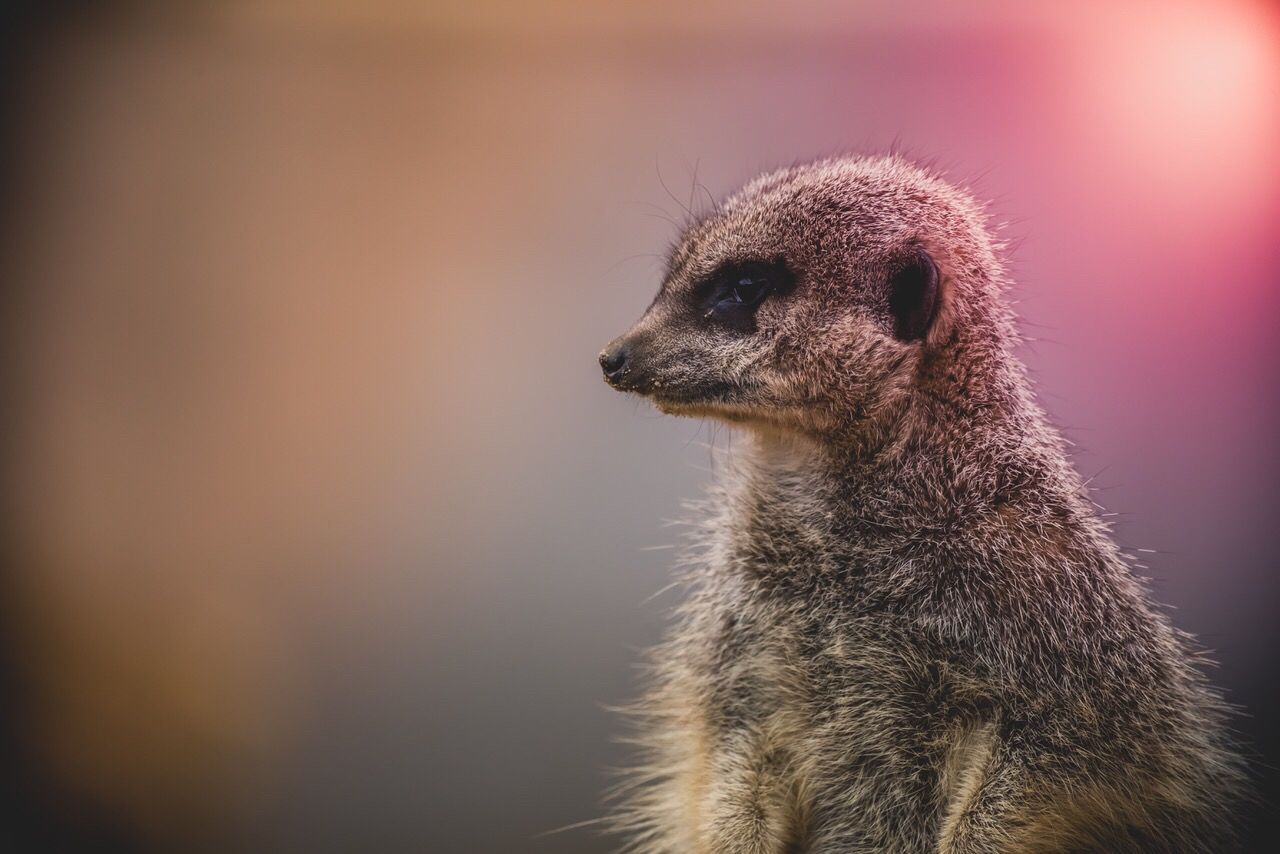 Close-up of meerkat