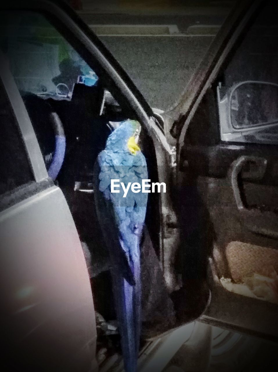 CLOSE-UP OF PARROT PERCHING ON BLUE METAL