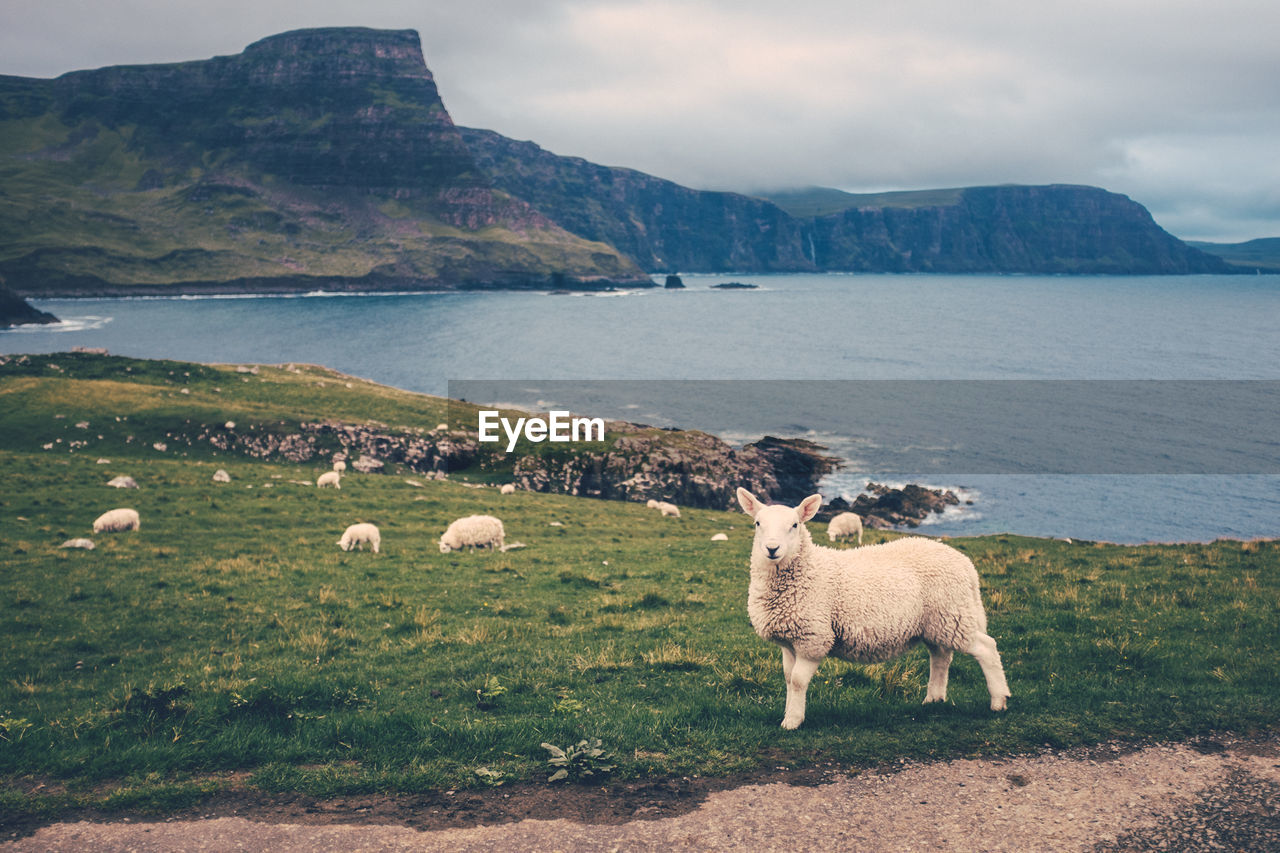 Sheep on landscape by sea against sky