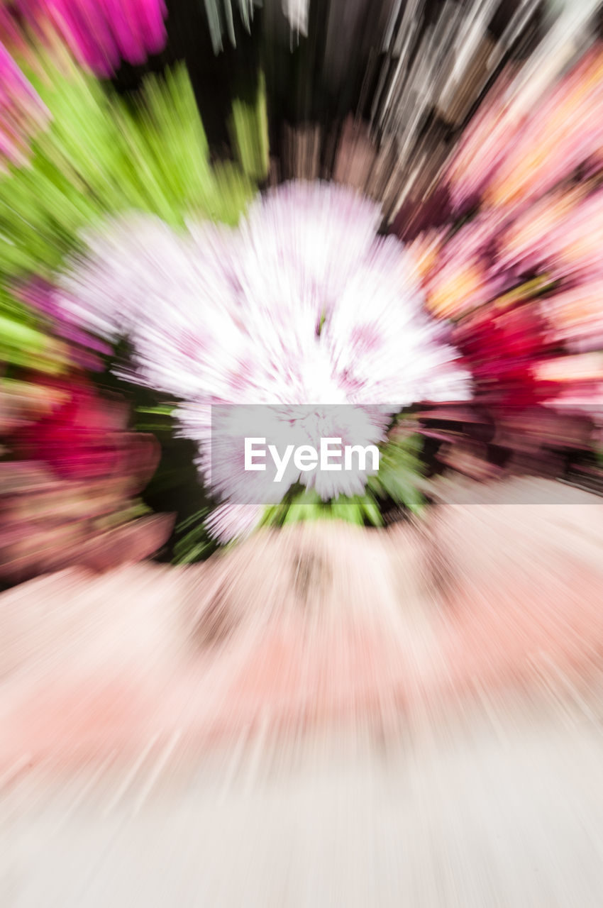 CLOSE-UP OF BLURRED FLOWER