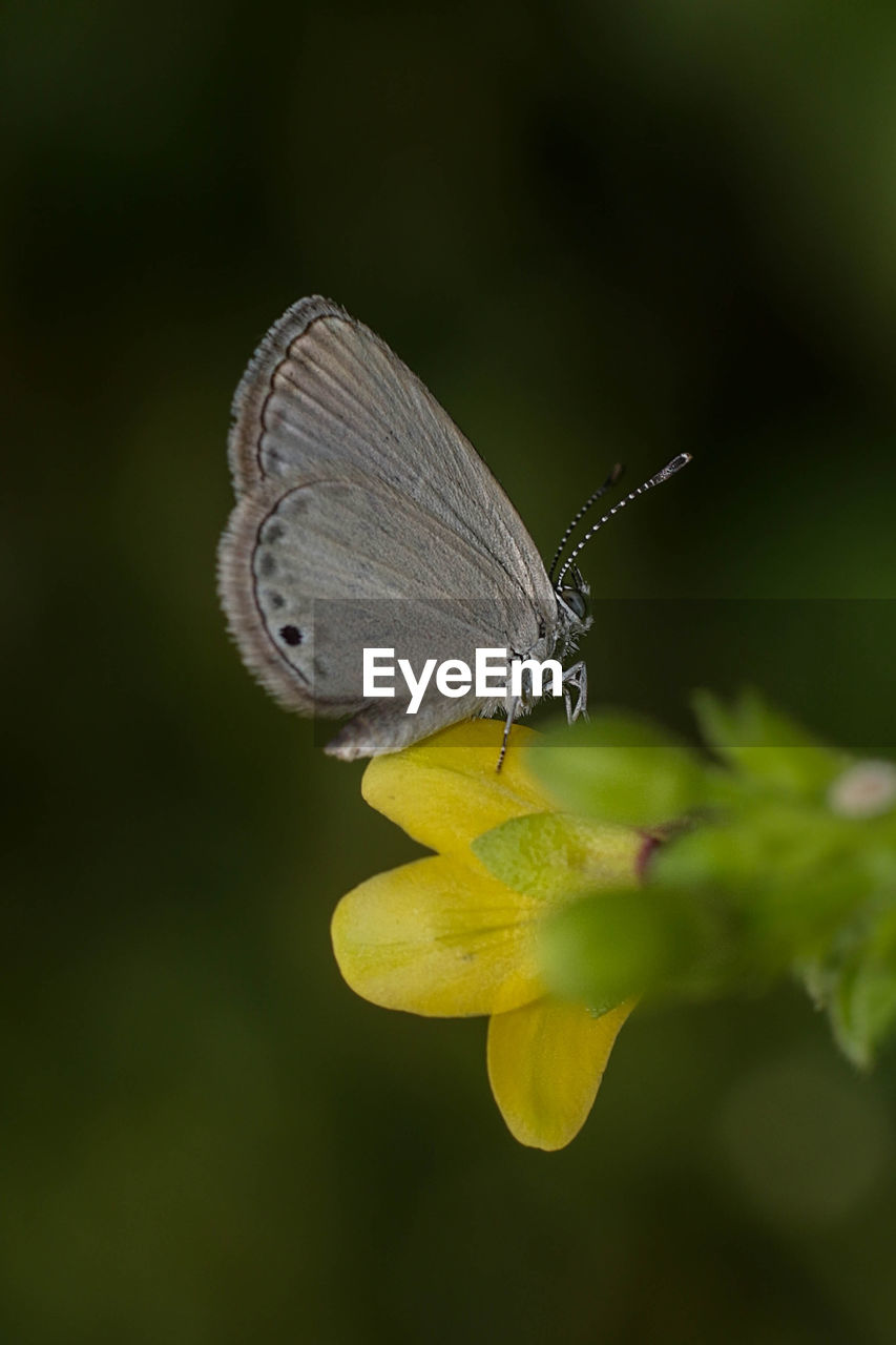 Close-up of butterfly pollinating on yellow flower