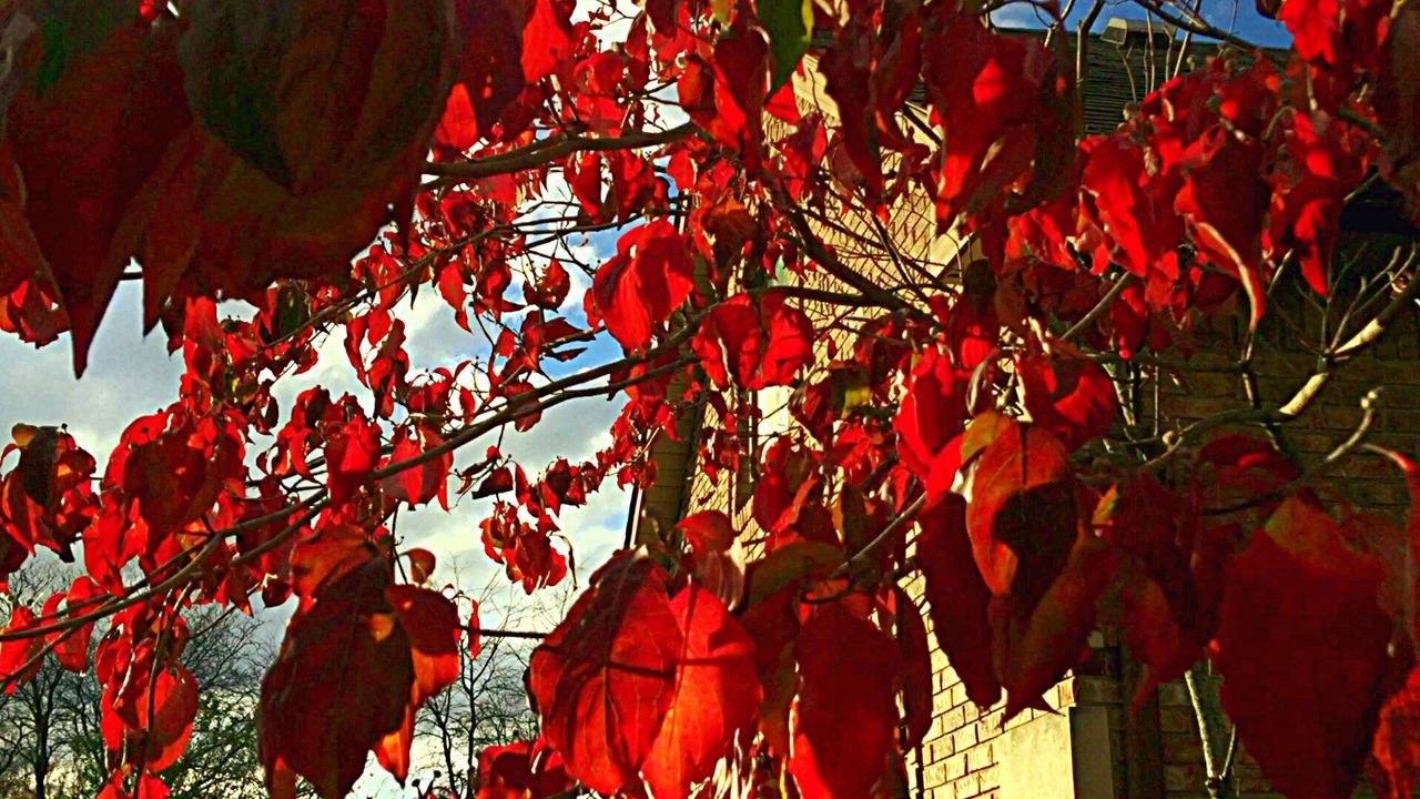 LOW ANGLE VIEW OF RED LEAVES ON TREE