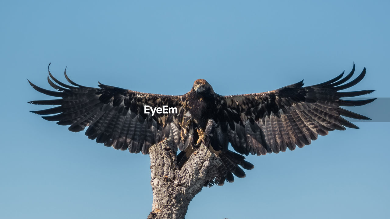 A beautiful falconry imperial eagle during an exhibition in cádiz