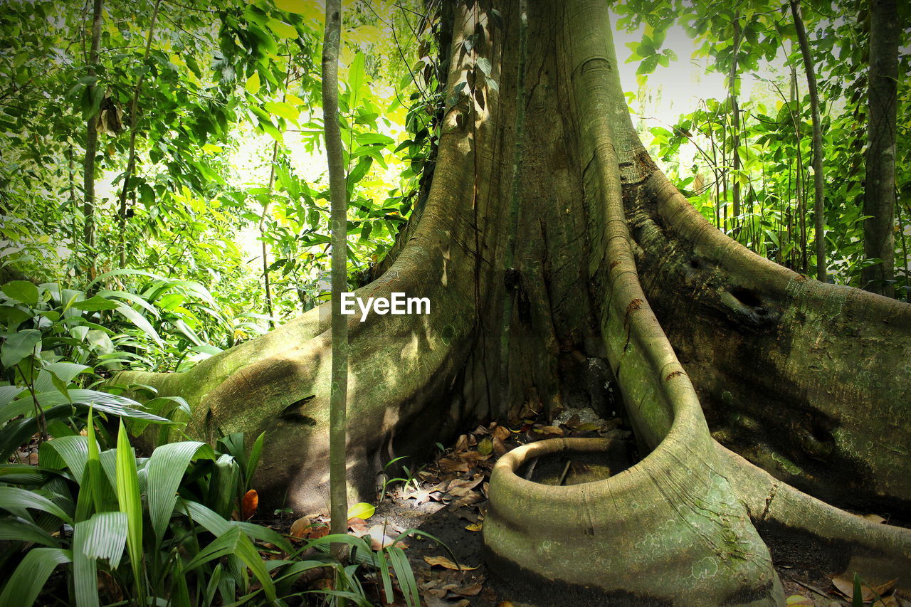 VIEW OF TREES IN FOREST