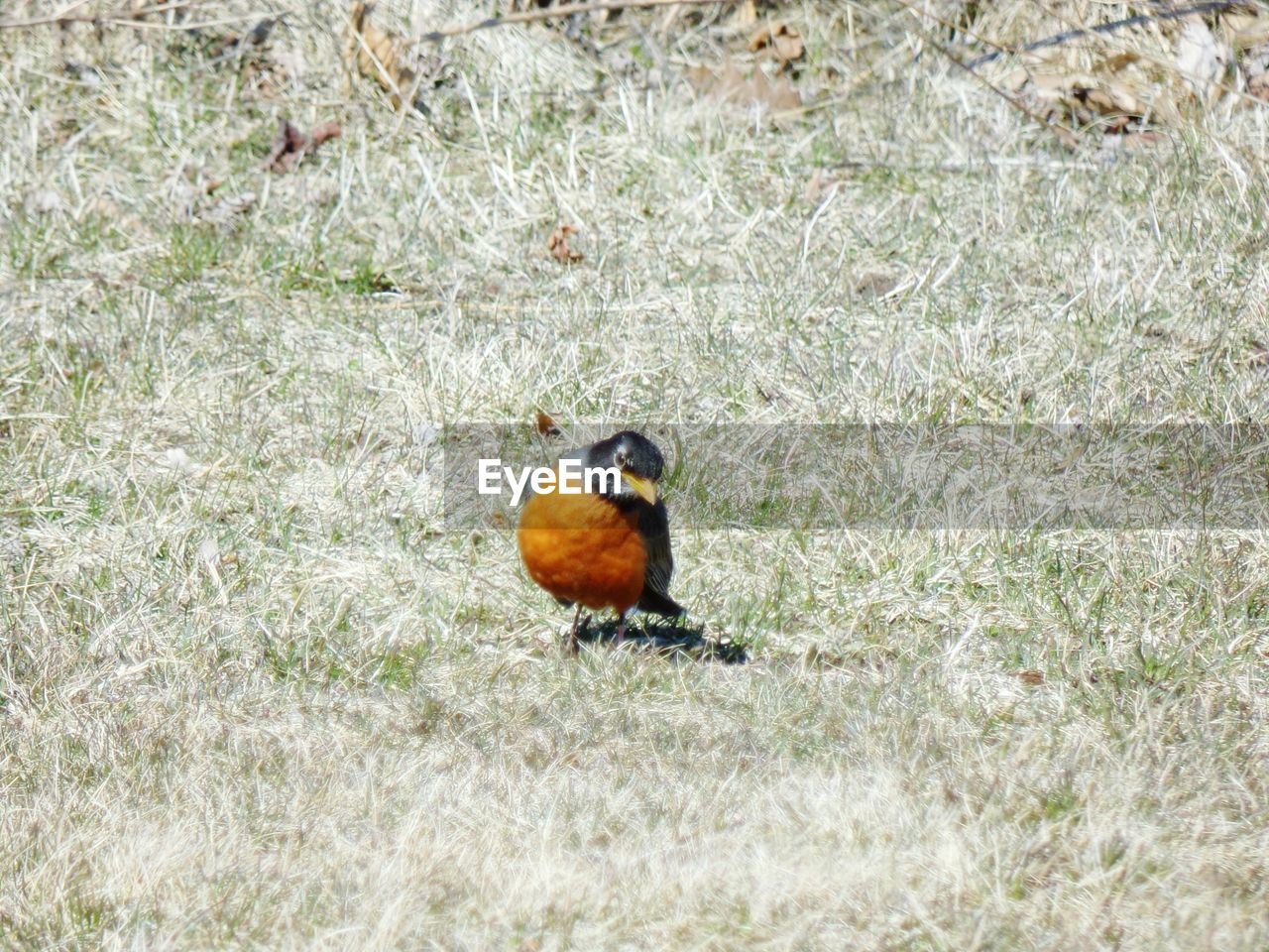 BIRD ON FIELD