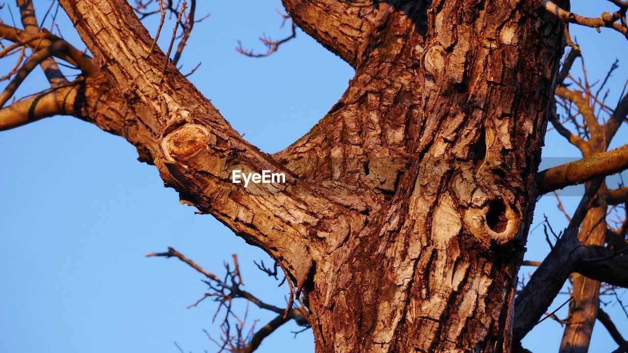 tree, branch, plant, sky, nature, tree trunk, trunk, leaf, clear sky, low angle view, no people, blue, day, outdoors, bare tree, flower, wood, beauty in nature, plant stem, autumn, animal, animal themes, spring, sunny