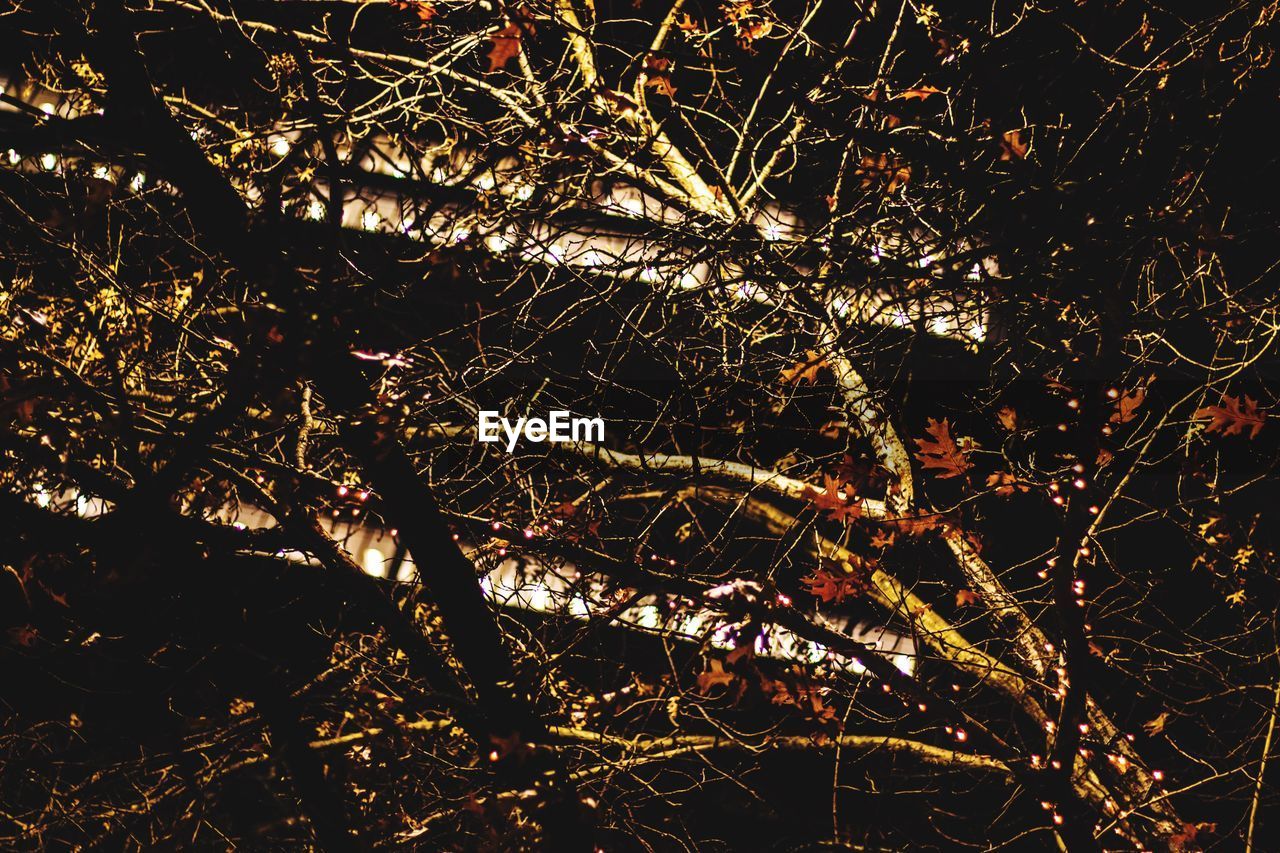 LOW ANGLE VIEW OF ILLUMINATED BARE TREE AGAINST SKY