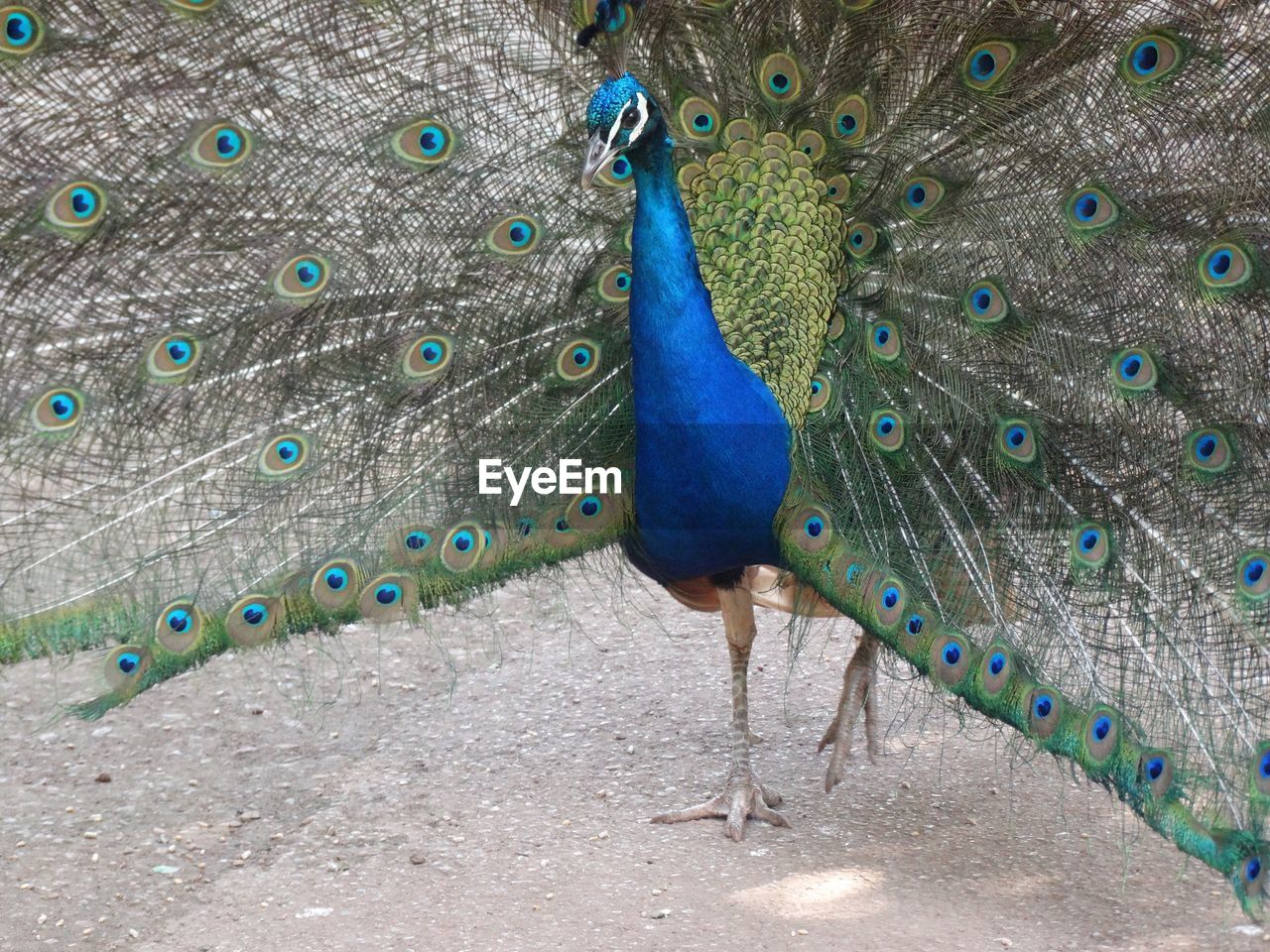 Portrait of peacock