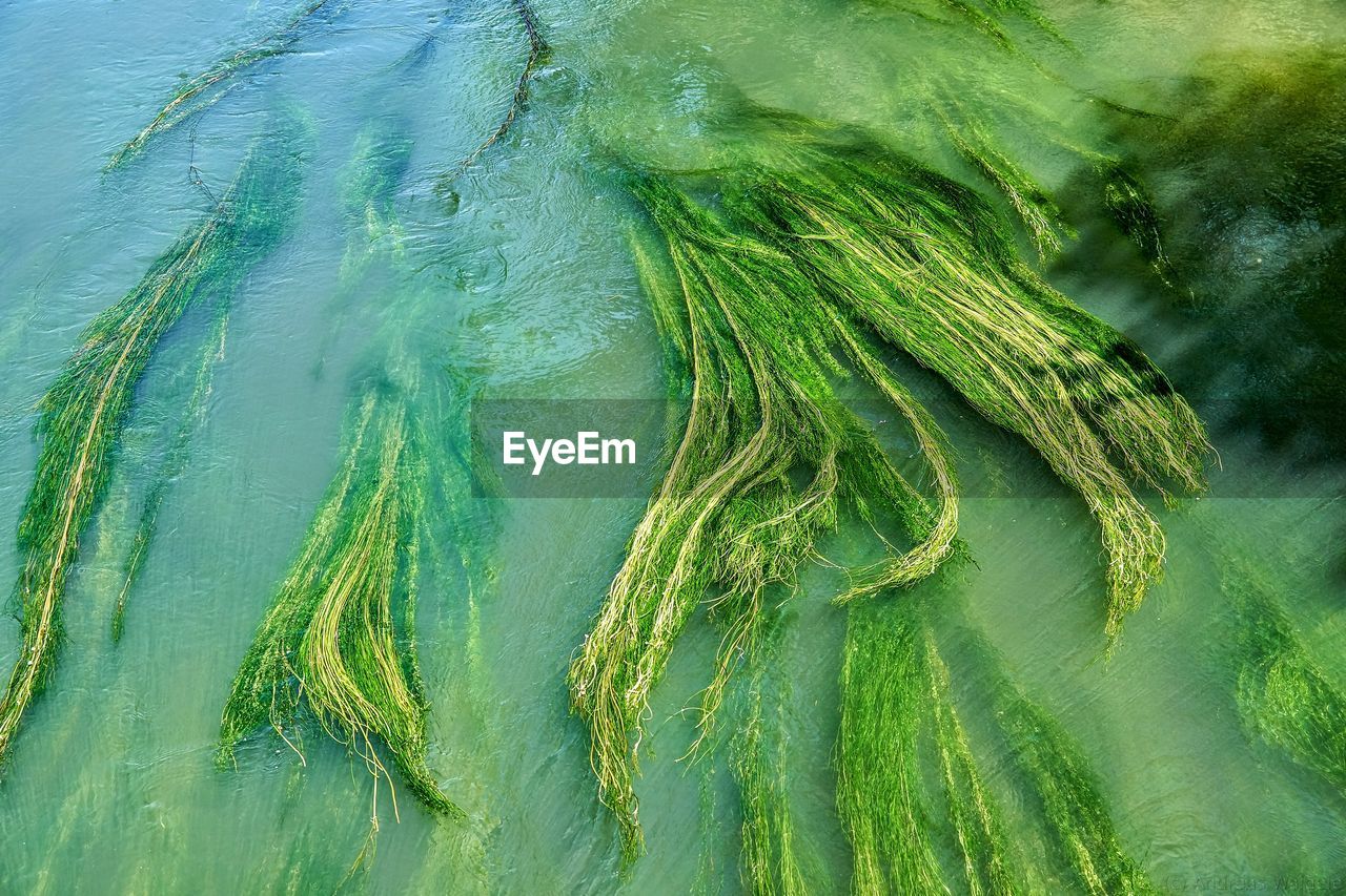 Close-up of reeds in water