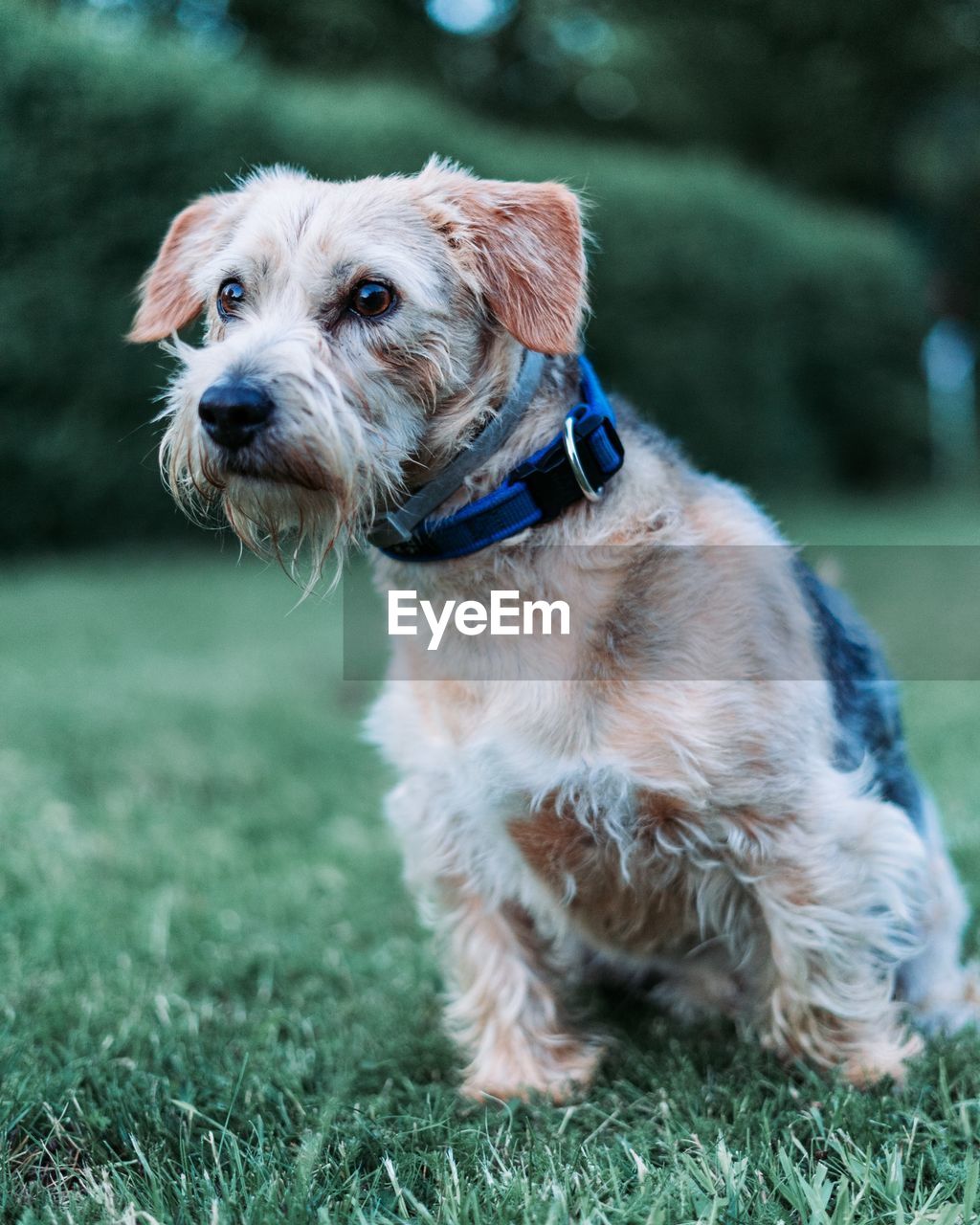 Dog looking away on field