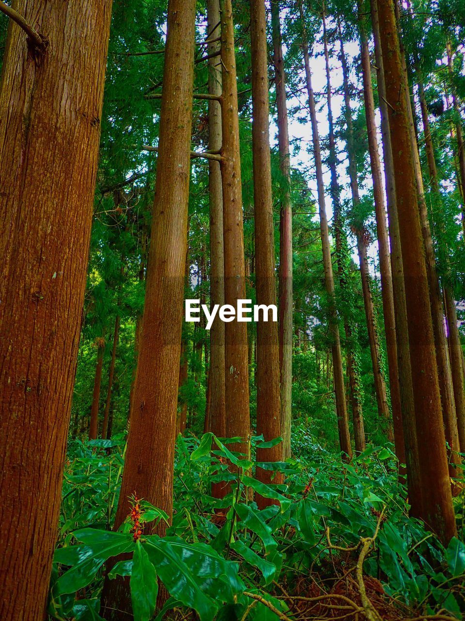 VIEW OF TREES IN FOREST