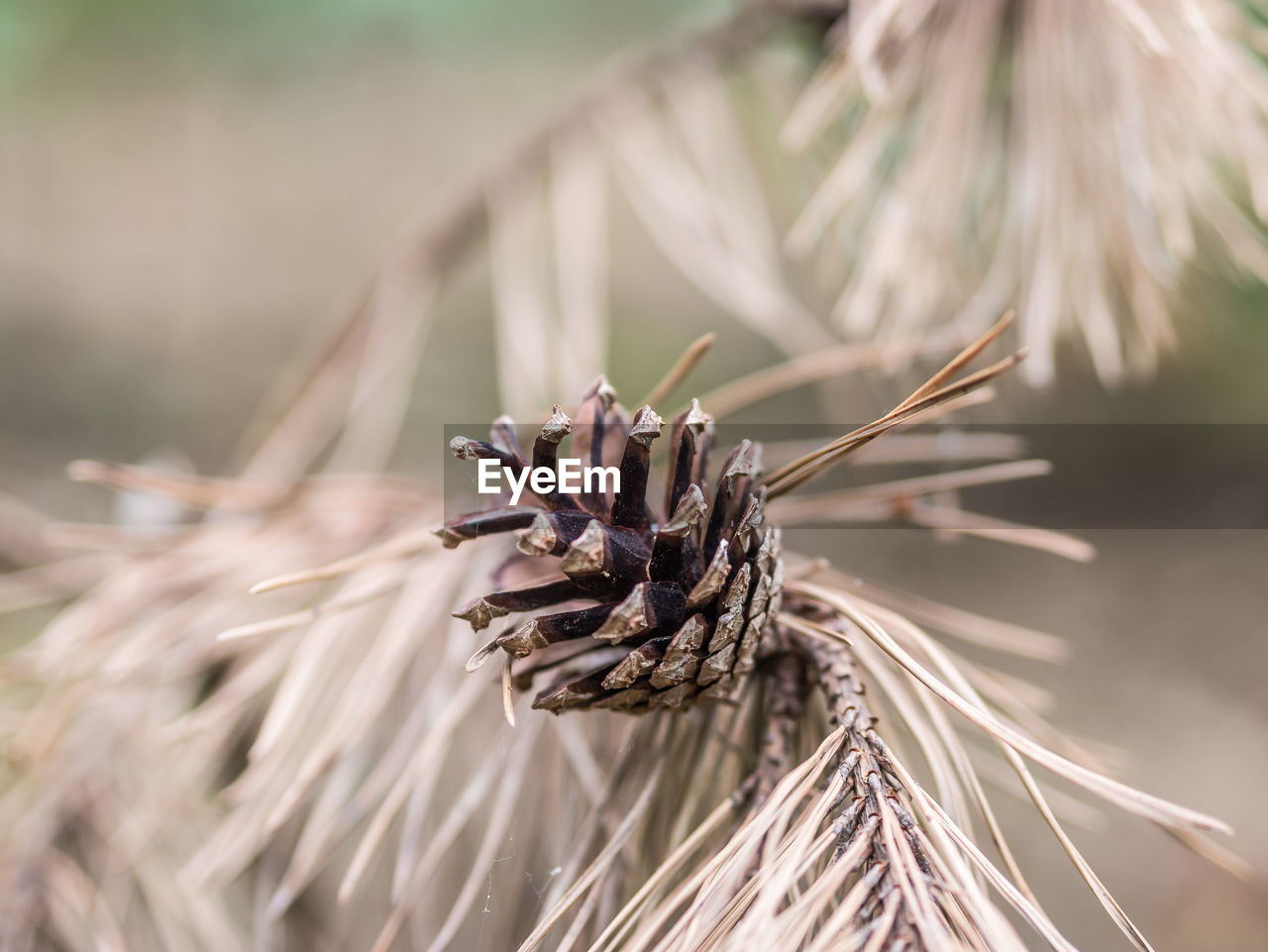 Close-up of dried plant on field