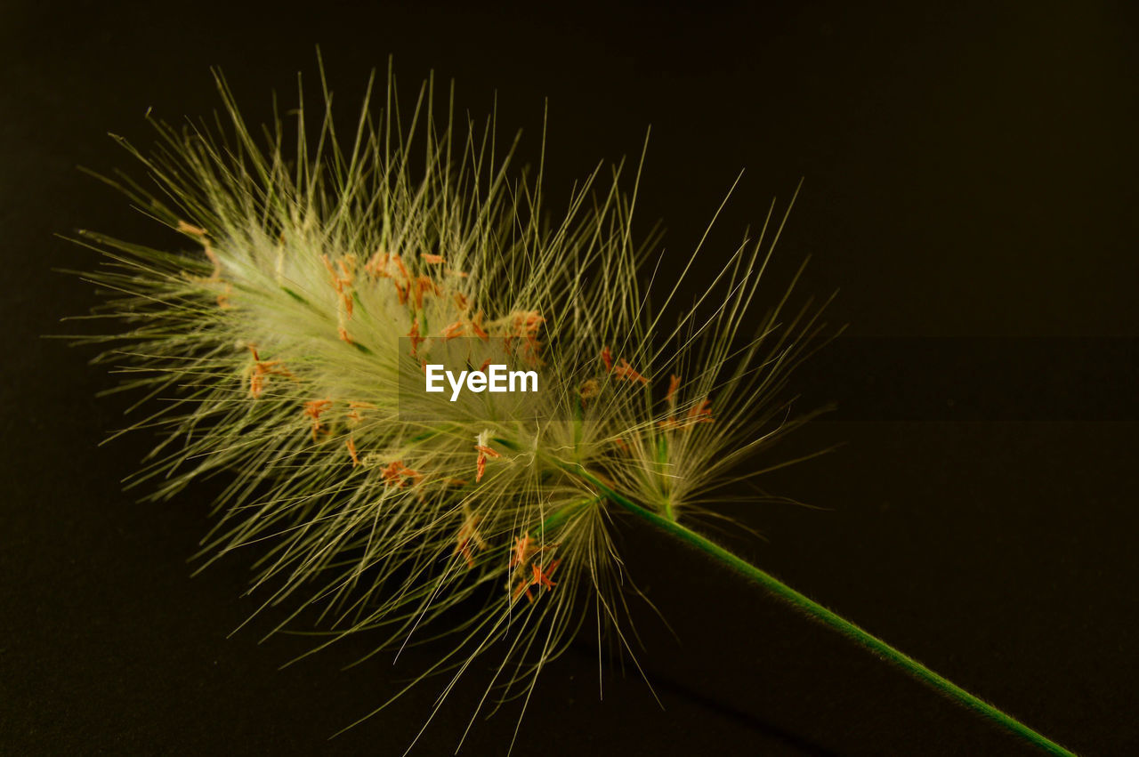 Close-up of flower over black background