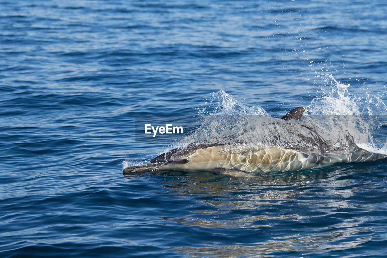 A common dolphin in algoa bay, port elizabeth