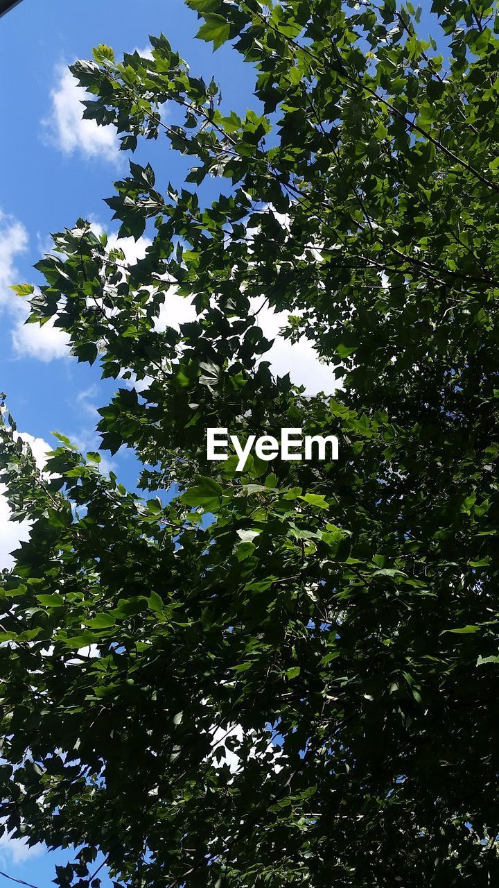 LOW ANGLE VIEW OF TREE AGAINST SKY